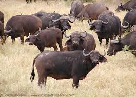 Buffalo